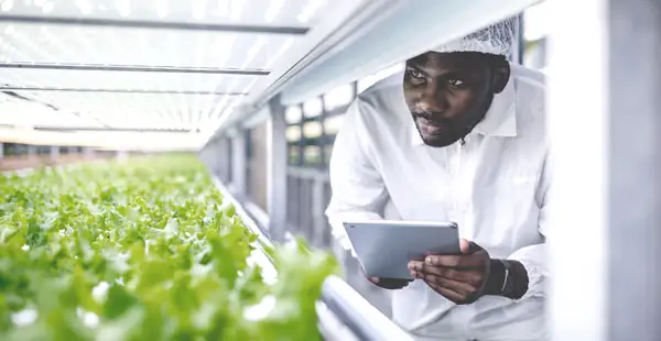 Ernährungswissenschaftler betrachtet Salat in Gewächshaus und macht sich Notizen.