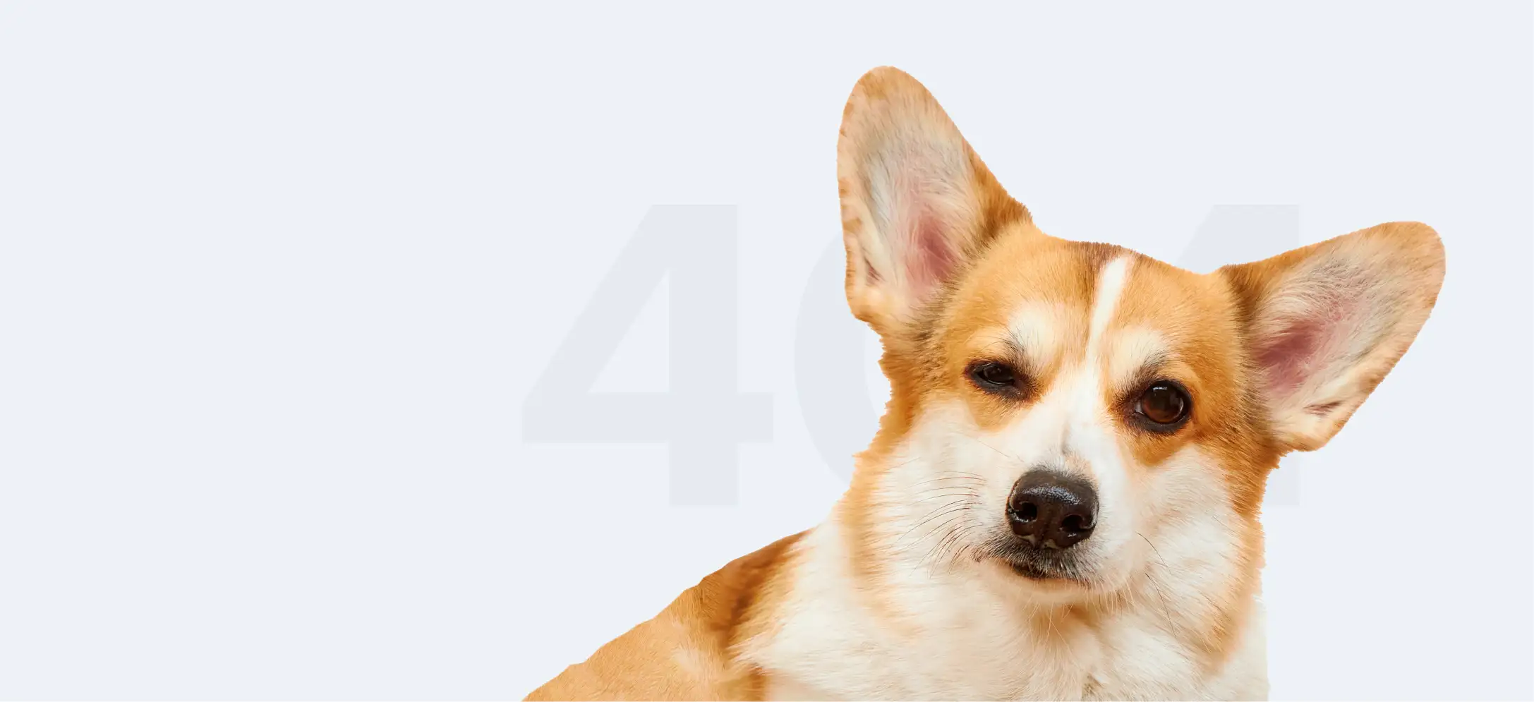 Der studddy Corgi zwinkert den Betrachter an