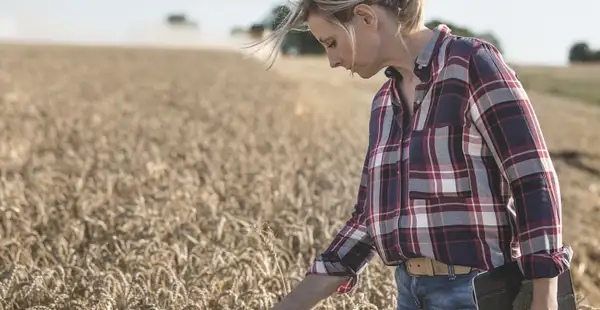 Eine Studentin des Agrarmanagements prüft ein Weizenkorn auf einem Feld.